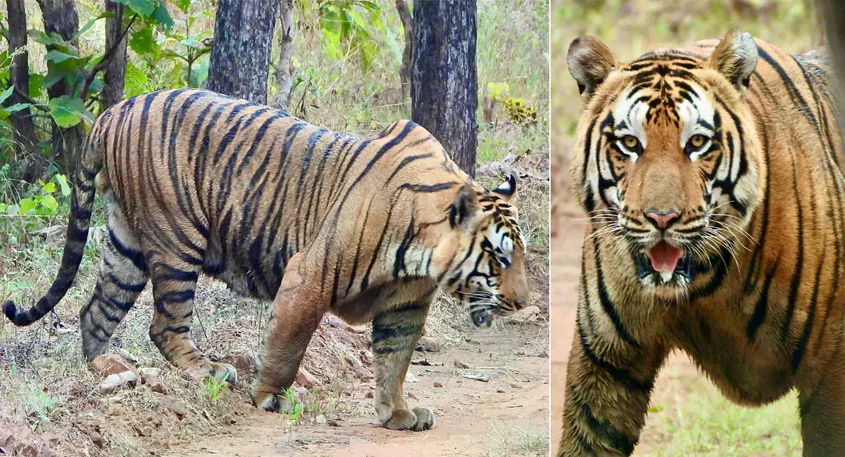 पर्यटकों में रोमांच : रातापानी टाइगर रिजर्व में दिखा 300 किलो का विशाल बाघ ‘रूद्राक्ष’, शिकार ने किया दंग